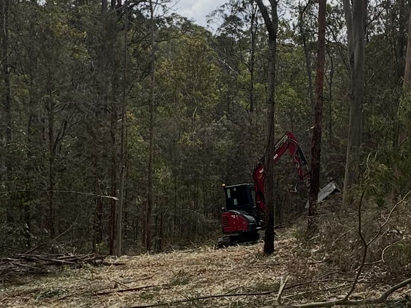 Red Yanmar excavator mulching regrowth in a cleared corridor among tall eucalypts